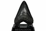 Fossil Megalodon Tooth - South Carolina #301784-2